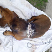 На Прикарпатті невідомі жорстоко познущались з домашнього собаки (фото 16+)