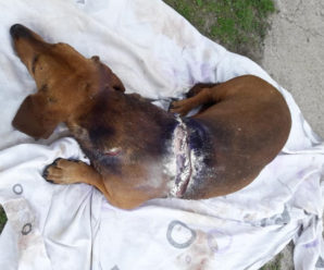 На Прикарпатті невідомі жорстоко познущались з домашнього собаки (фото 16+)