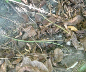 Гранату із запалом знайшли в купі сухого листя у Франківську (фото)