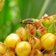 Карантин: У Галицькому районі виявили західного кукурудзяного жука