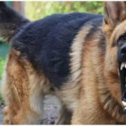 На Прикарпатті собака здійснила напад на маленьку дівчинку