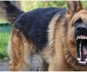 На Прикарпатті собака здійснила напад на маленьку дівчинку