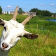 Через сказ кози у селі на Коломийщині запроваджують карантин