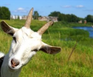 Через сказ кози у селі на Коломийщині запроваджують карантин