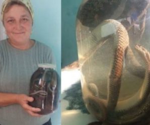 Цілюща отpута: Жінка з Верховинщини лікує людей зміїною настоянкою