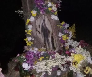 Справжнє диво: на Калущині на дереві проявився образ Божої Матері (фото)