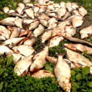 На Бурштинському водосховищі браконьєри сітками наловили 43 кілограми риби