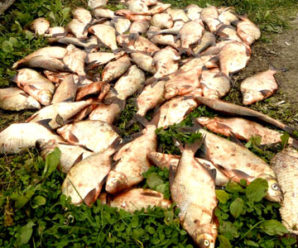 На Бурштинському водосховищі браконьєри сітками наловили 43 кілограми риби