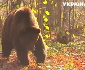 Ведмідь Тайсон, якого врятували на Прикарпатті, погладшав і знайшов подругу. ВІДЕО