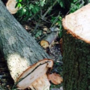 На Коломийщині дерево вбило молодого чоловіка