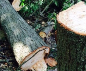 На Коломийщині дерево вбило молодого чоловіка