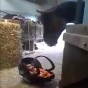 Мама на секунду залишила свого п’ятимісячного малюка в стайні. Те, що зробив кінь коли дитина розплакалася – потрібно бачити!