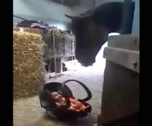 Мама на секунду залишила свого п’ятимісячного малюка в стайні. Те, що зробив кінь коли дитина розплакалася – потрібно бачити!