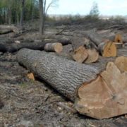 Реальна вирубка лісу у Карпатах в 28 разів перевищує офіційні дані