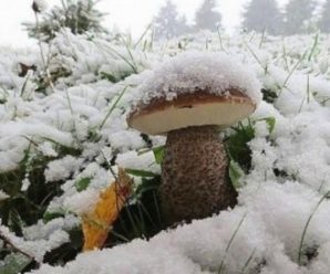 Прикарпатці під снігом знаходять гриби. ФОТО