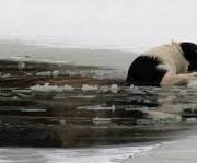В Івано-Франківську на міському озері дві собаки провалилися під кригу