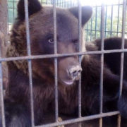 Після нападу ведмедя львів’янка хоче стягнути витрати на лікування з власників бази відпочинку