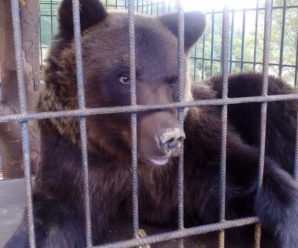 Після нападу ведмедя львів’янка хоче стягнути витрати на лікування з власників бази відпочинку