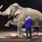 У США вперше заборонили експлуатувати тварин у цирку