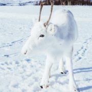 Мандрівник показав унікальне біле оленя: фотофакт