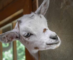Сільська коза з’їла 20 тисяч євро які її господарі відклали на покупку земельної ділянки