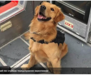 У США службовий пес отримав передозування наркотиками, обнюхуючи пасажирів
