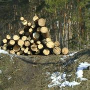 На Прикарпатті виявили незаконну рубку дерев