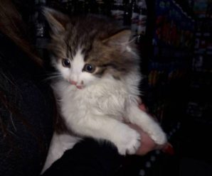 У Івано-Франківську дівчинка врятувала кошеня, яке ледь не забили молотком