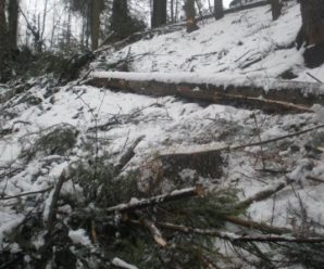 У Косівському лісгоспі незаконно вирубали деревини на суму понад 300 тис грн