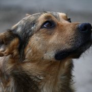 В Івано-Франківську нарахували більше тисячі безпритульних собак