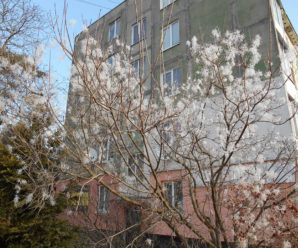 В Бурштині серед зими розцвіла сакура (фото)