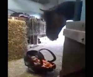 Мама на хвилинку залишила немовлятко поруч з конем. Ви тільки подивіться, що відбувається як тільки дитинка починає плакати (відео)