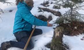 Лопату і в ліс: на Прикарпатті збирають гриби з-під снігу (ВІДЕО)