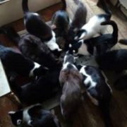 Франківська пенсіонерка та її 13 котиків потребують допомоги