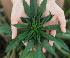 Петиція за легалізацію медичної марихуани зібрала необхідну кількість підписів