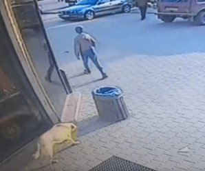 На Прикарпатті бродячі собаки напали на дитину (ФОТО, ВІДЕО)