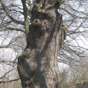 На Калущині росте дуб-велетень якому близько 500 років