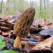 В карпатських лісах з’явилися делікатесні веснянi гриби