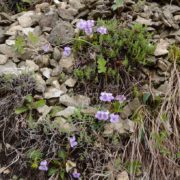 Науковці з Чехії знайшли на Прикарпатті одну з найрідкісніших рослин світу — фіалку Джоя