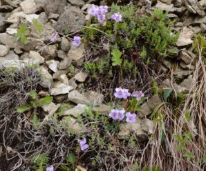Науковці з Чехії знайшли на Прикарпатті одну з найрідкісніших рослин світу — фіалку Джоя
