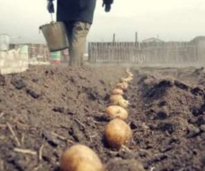 1 300 000 переглядів: “надсучасна” технологія посадки картоплі, урок від прикарпатця Андрія Кубая(відео)