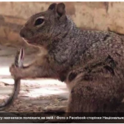 Безжалісна білка з Техасу навчилася полювати на змій – фото