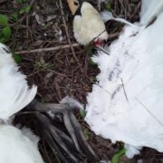 На Лімниці від рук невідомих загинула пара лебедів. ФОТО