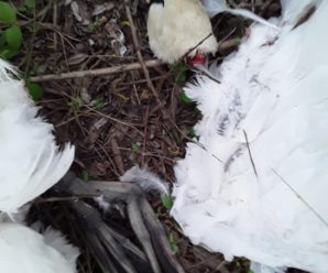 На Лімниці від рук невідомих загинула пара лебедів. ФОТО