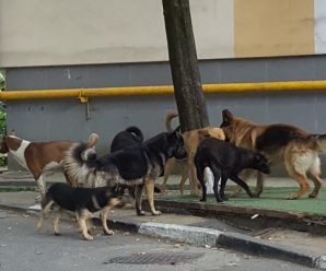 У Франківську на Пасічній на жінку напала зграя собак. ФОТО