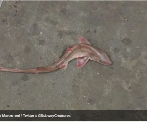 У метро в Нью-Йорку знайшли мертву акулу: фото