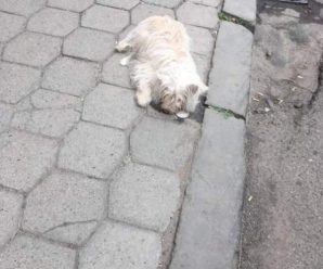 У Франківську пенсіонер викинув собаку з 3-го поверху багатоповерхівки (Фото)