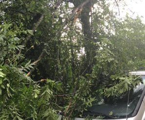 Дерева вирвало з корінням – наслідки 20-хвилинної бурі на Прикарпатті. ФОТО