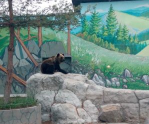 Ведмедям знайшли новий будинок із басейном