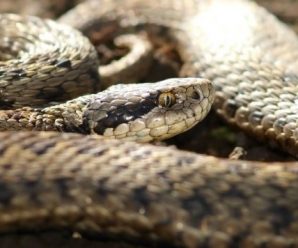 На Франківщині чоловік потрапив до реанімації через укус змії
